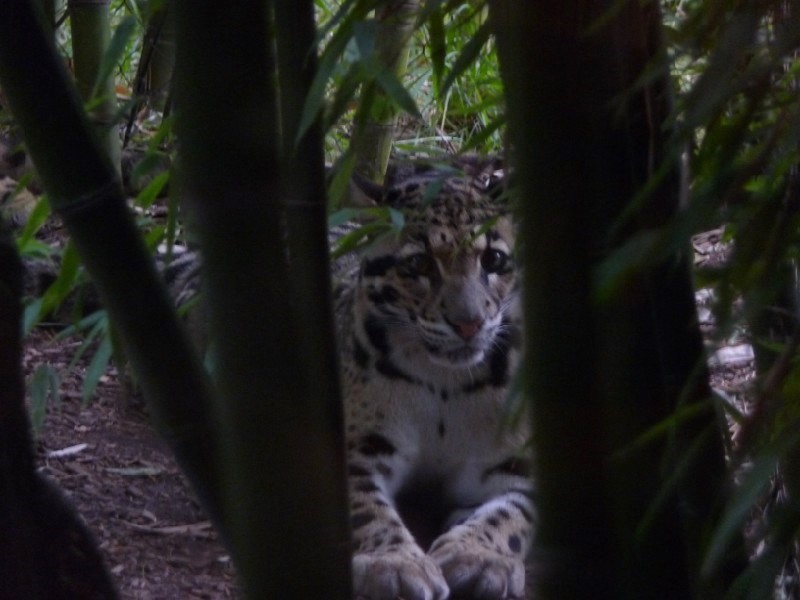 Clouded Leopards (3).JPG